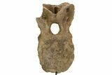 Triceratops Caudal Vertebra with Metal Stand - South Dakota #350708-1
